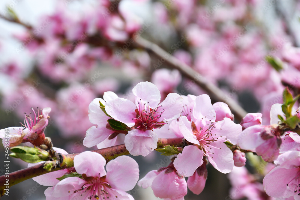 Fototapeta premium Beautiful pink peach blossom on blurred background.