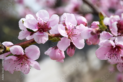 Pink peach blossom close-up. Beauty floral concept.