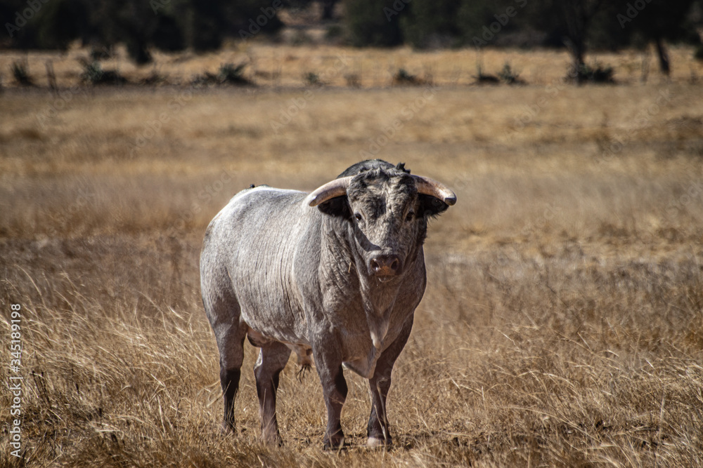 Obraz premium Toro Bravo 2