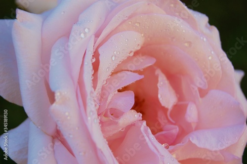 Pink rose and water droplets closeup