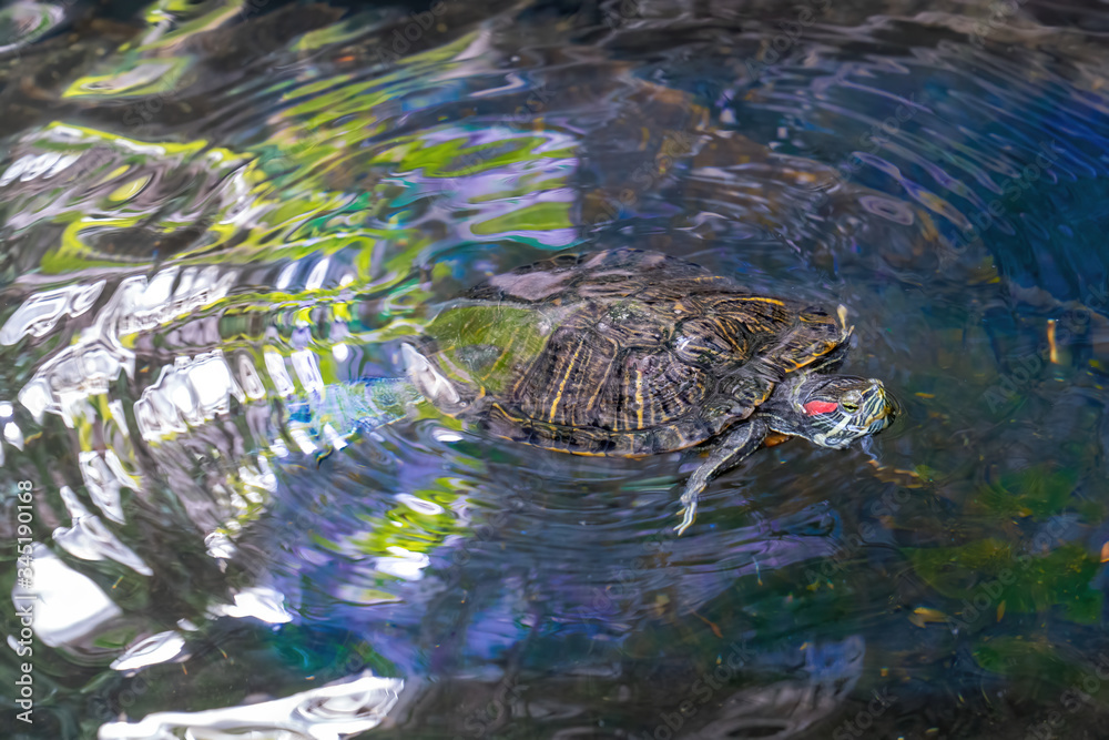Fototapeta premium A red-cheeked turtle swims in the water