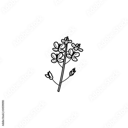 Mustard plant, vector illustration on a white background