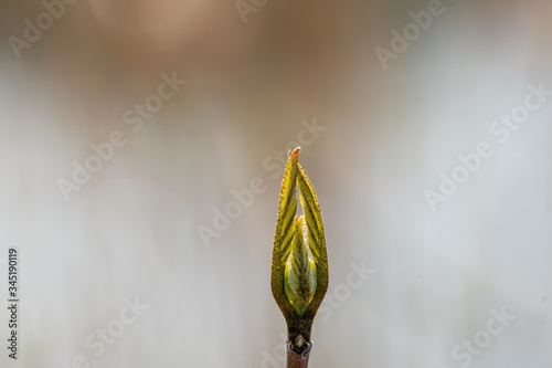 Foto The green yellow tip of a plant at an early stage of bloom and a blurred backgro