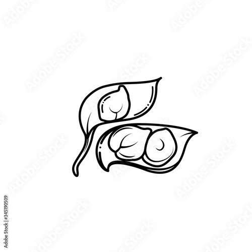 Vector chickpea drawing with black strokes on white background photo