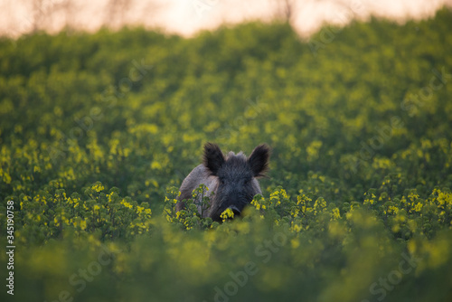 Wild boar on blooming rapeseed