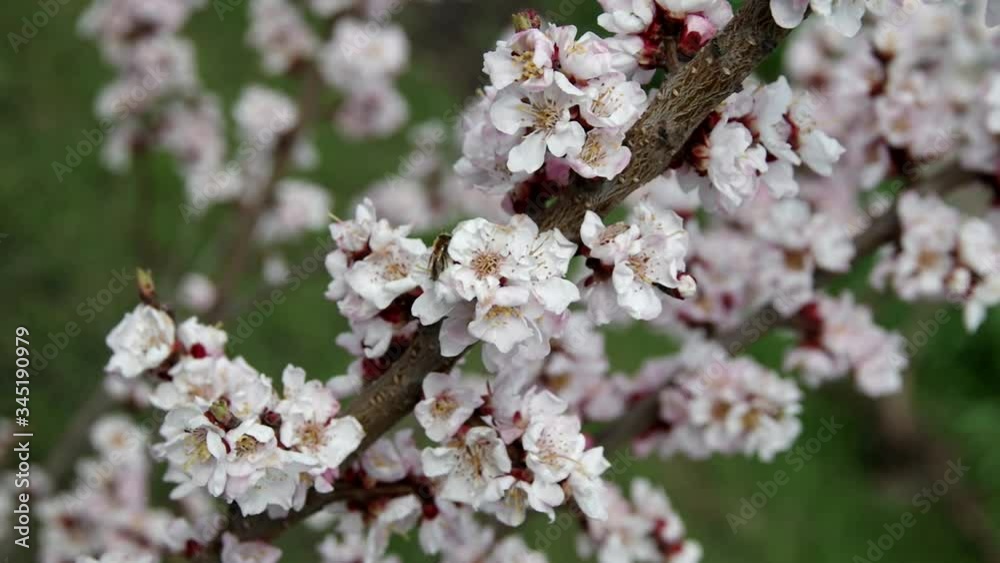 Apricot blooms beautifully on a Sunny spring day Apricot blooms beautifully on a Sunny spring day