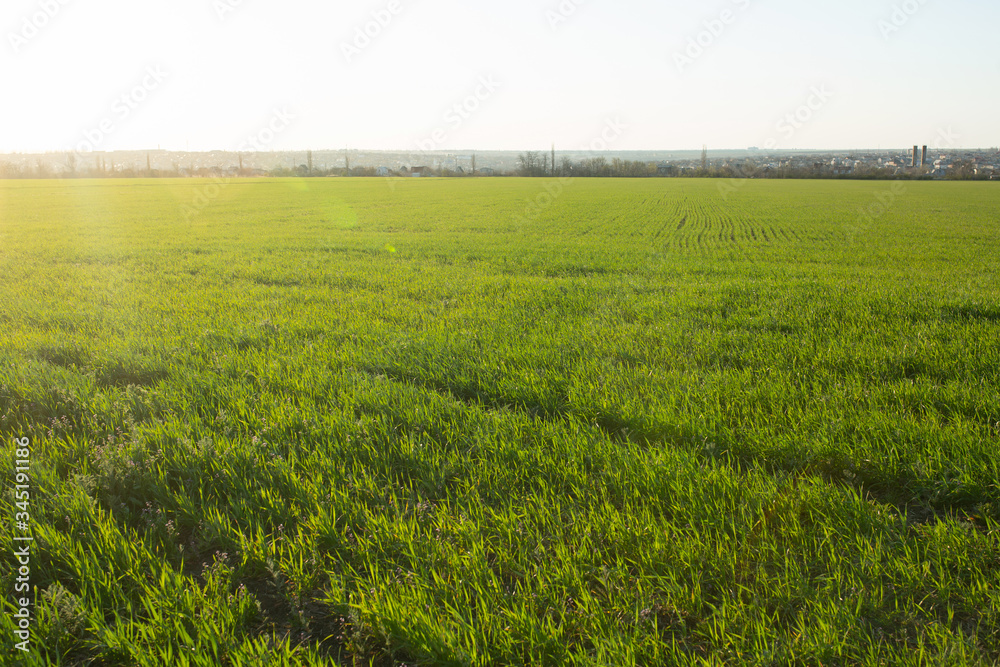 Fototapeta premium Spring field with cloudless blue sky.