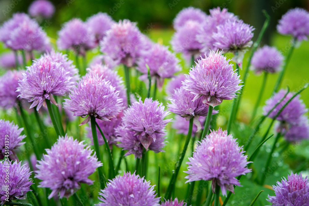 Macro picture of bright lilac flowers of chives. Healthy herb flowers Macro picture of bright lilac flowers of chives. Healthy herb flowers