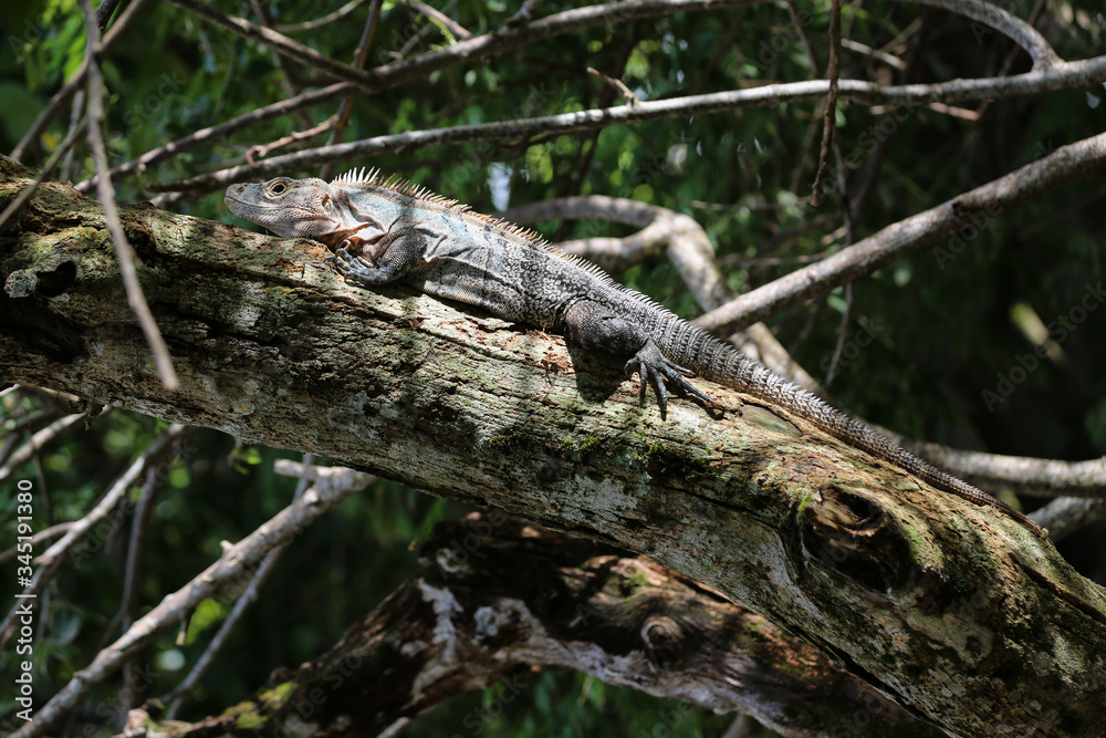 Ctenosaura, lizard commonly know as the Spinytail Iguana or Ctenosaurs on a branch Ctenosaura, lizard commonly know as the Spinytail Iguana or Ctenosaurs on a branch