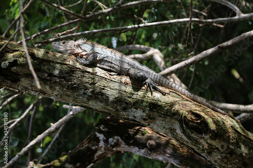 Ctenosaura, lizard commonly know as the Spinytail Iguana or Ctenosaurs on a branch photo