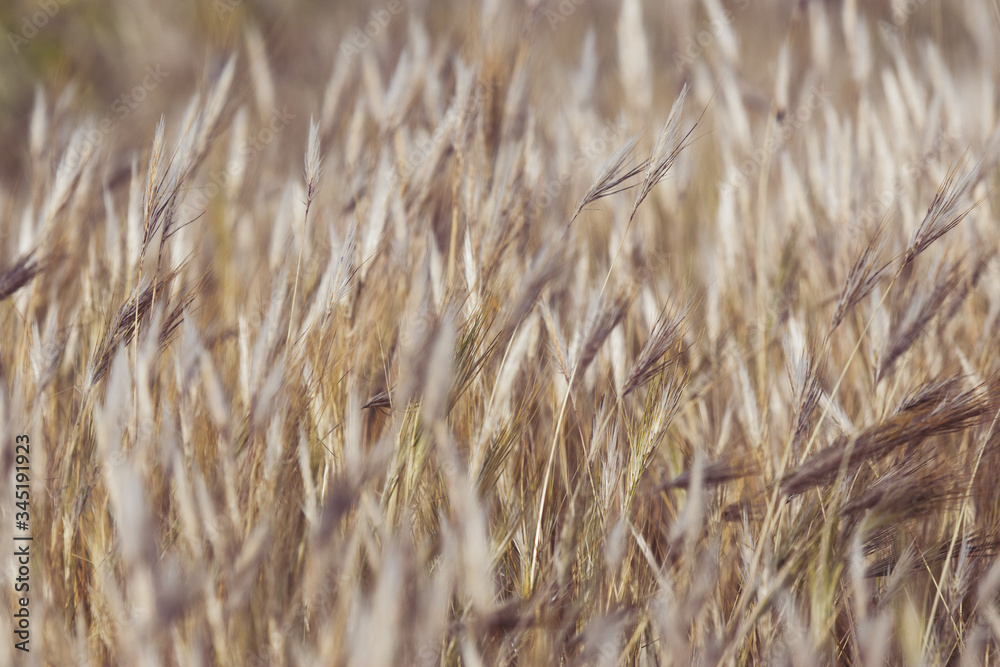 Fototapeta premium Golden ears of wheat on a background. grain nature background