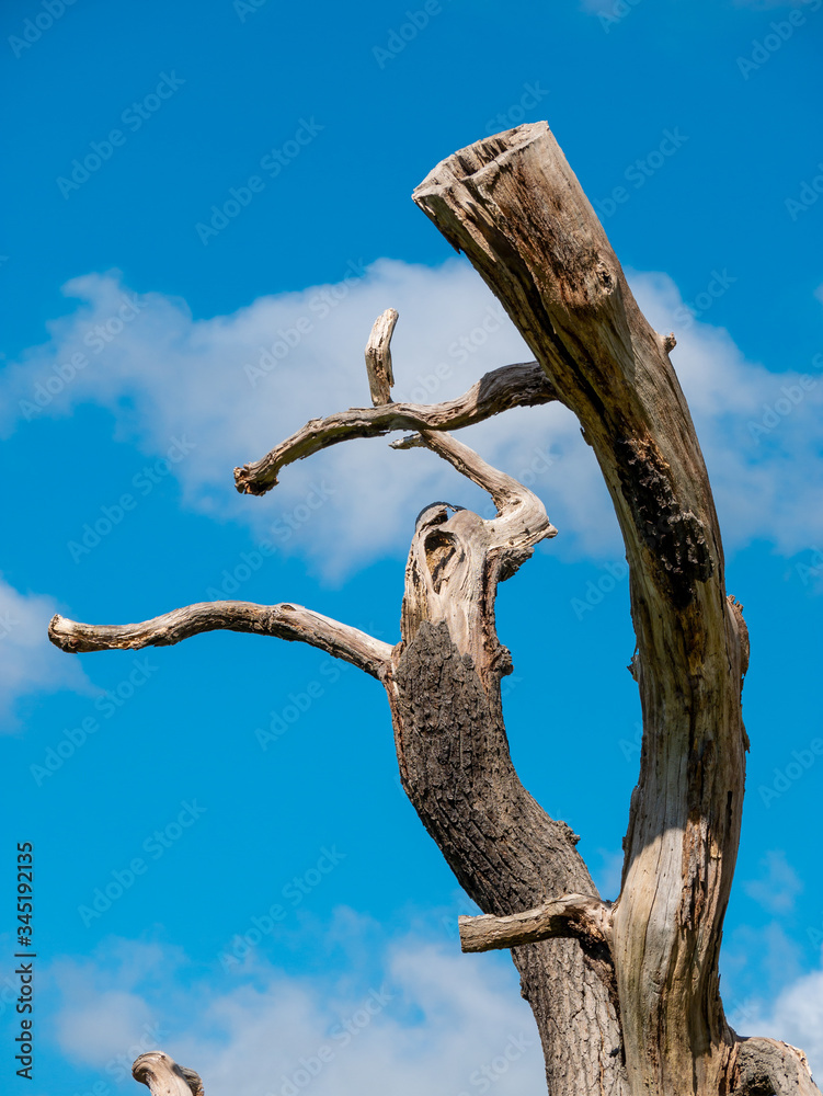 Natural abstract art, old tree trunk twisted in warious shapes Natural abstract art, old tree trunk twisted in warious shapes