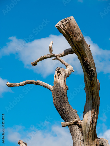 Natural abstract art  old tree trunk twisted in warious shapes