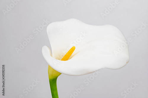 white calla lily
