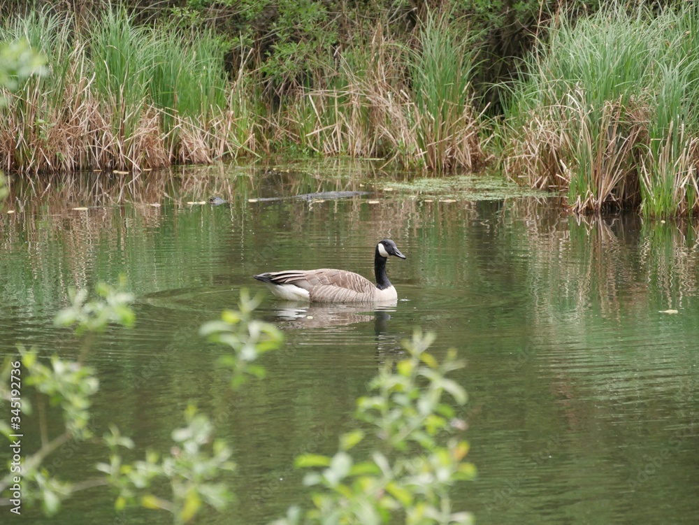 Ente schwimmt auf Bramfelder See Ente schwimmt auf Bramfelder See