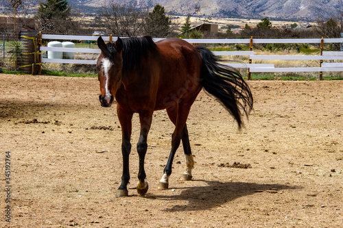 Arabian horse on the farm