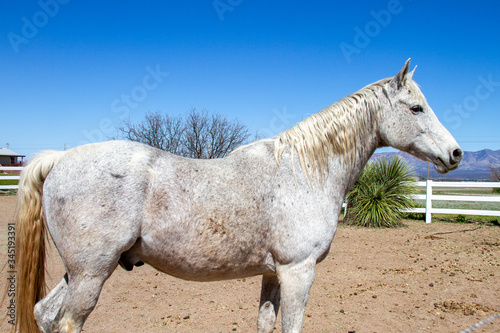 dashing Arabian horse standing in a field