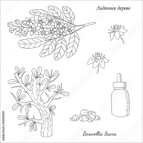 Medicinal herbs collection. Vector hand drawn illustration of a medicinal plant Boswellia Sacra