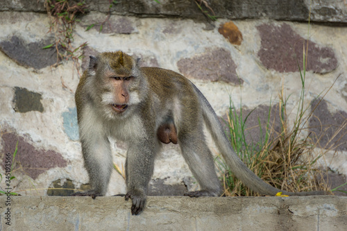 isolated Balinese monkey on a wall