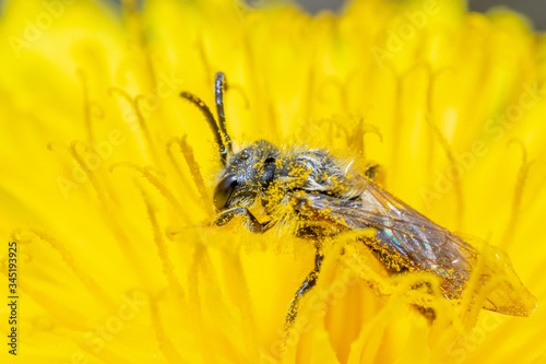 mniszek lekarski i pszczoła  © Marcin