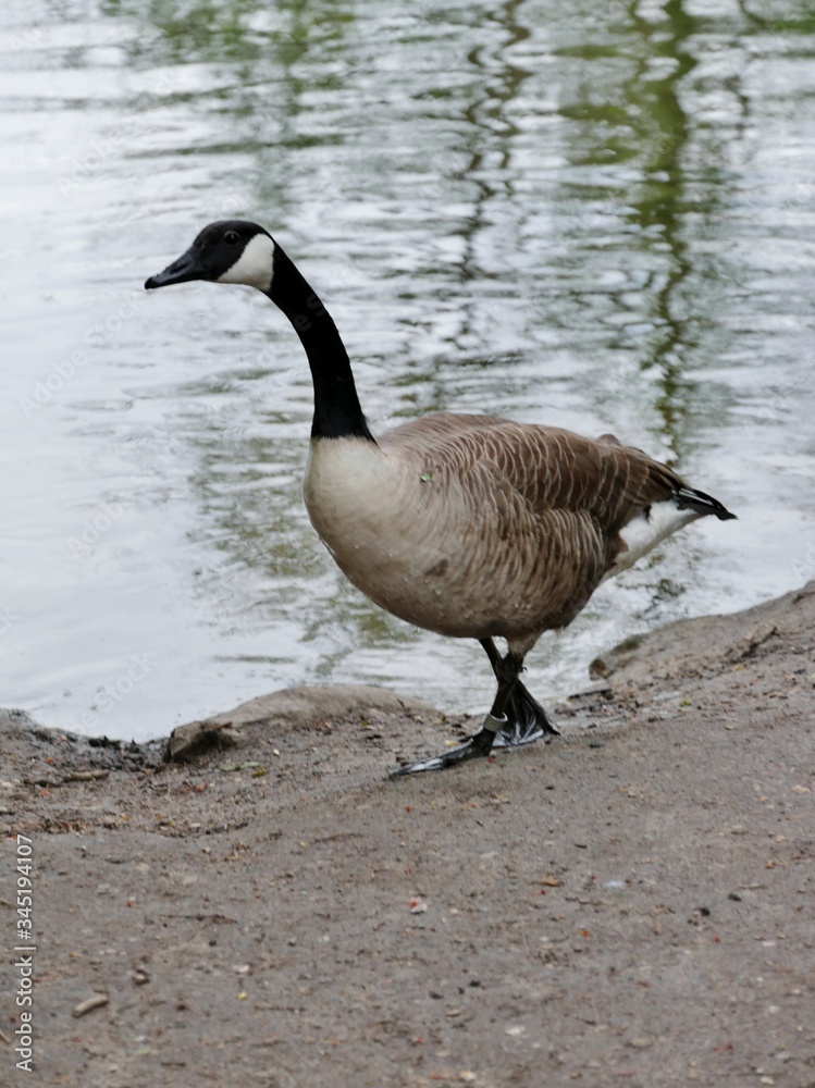 Gans watschelt am Seeufer Gans watschelt am Seeufer