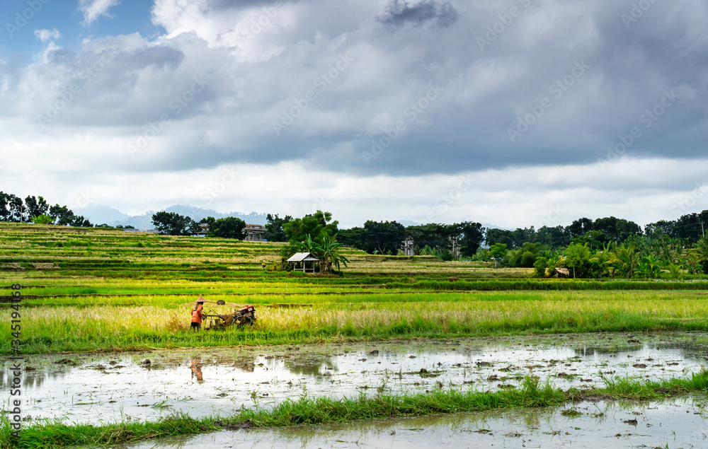 Rice plantation with buffalo and working man with traditional tools. Cloudy sky