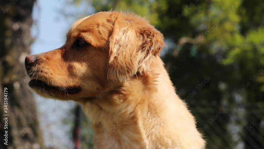 Dog portrait on sunny day Dog portrait on sunny day