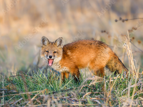 American Red Fox Kit Standing in the Grass with Open Mouth in Early Morning Light, Portrait