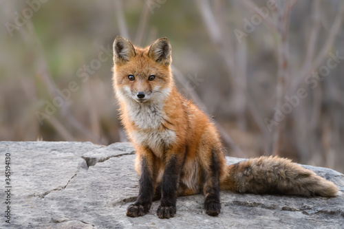 Fototapeta Naklejka Na Ścianę i Meble -  American Red Fox Kit Siting on Rock,Portrait