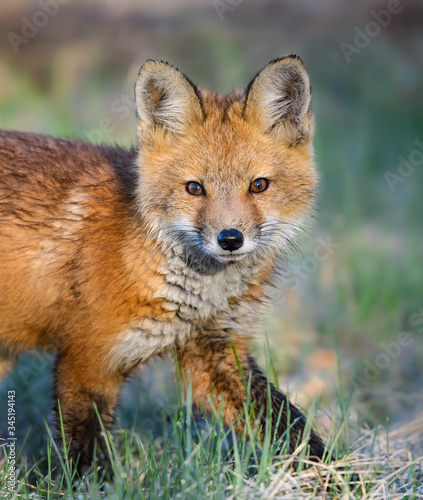 American Red Fox Kit Closeup Portrait © FotoRequest