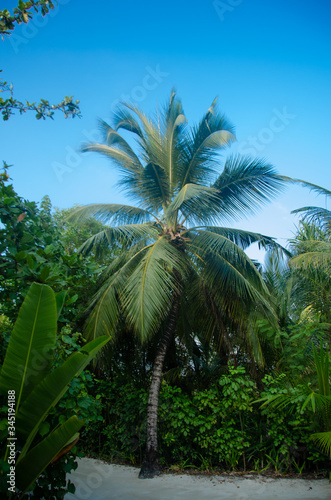 palm and coconut