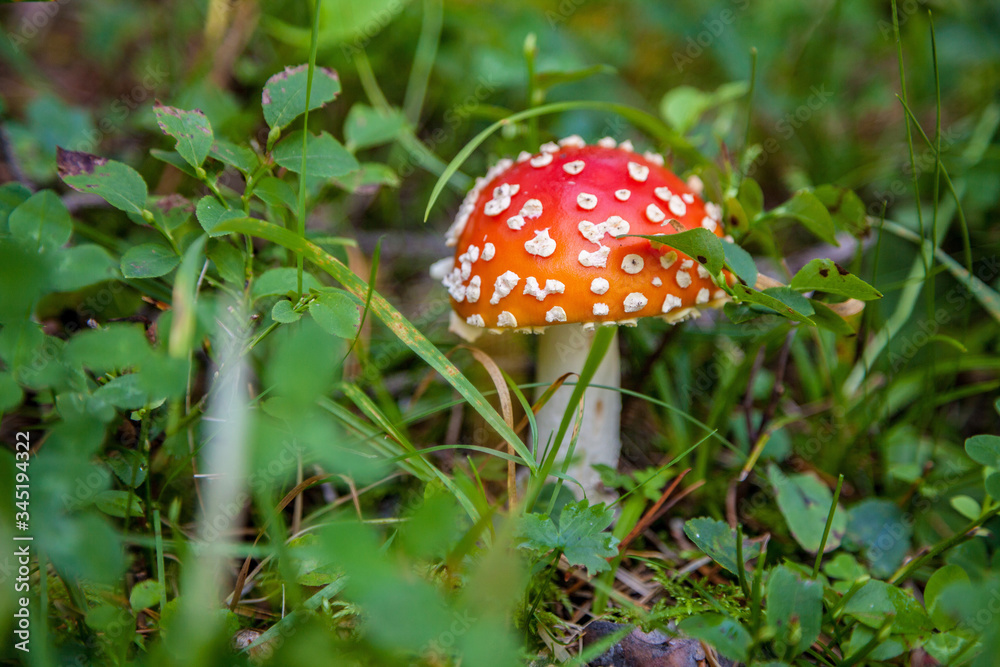 Red fly agaric (Amanita muscaria) on the background of the forest. Red amanita mushroom in the grass. Red fly agaric (Amanita muscaria) on the background of the forest. Red amanita mushroom in the grass.