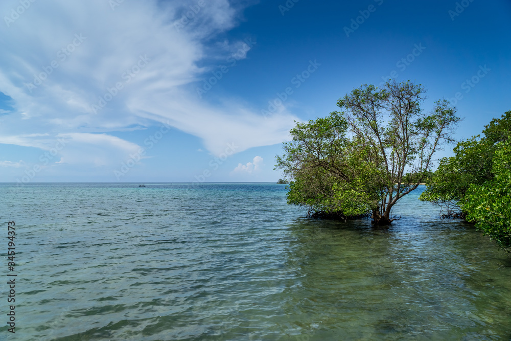 mangrove tree on the shore