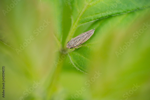Leafhopper on Leaf in Springtime