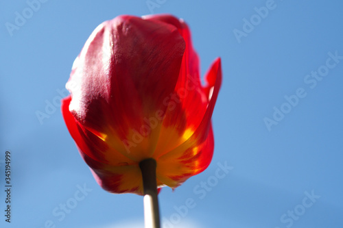 Tulip
