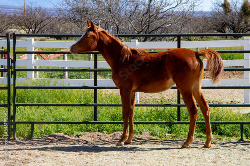 Young baby Arabian horse by a fence