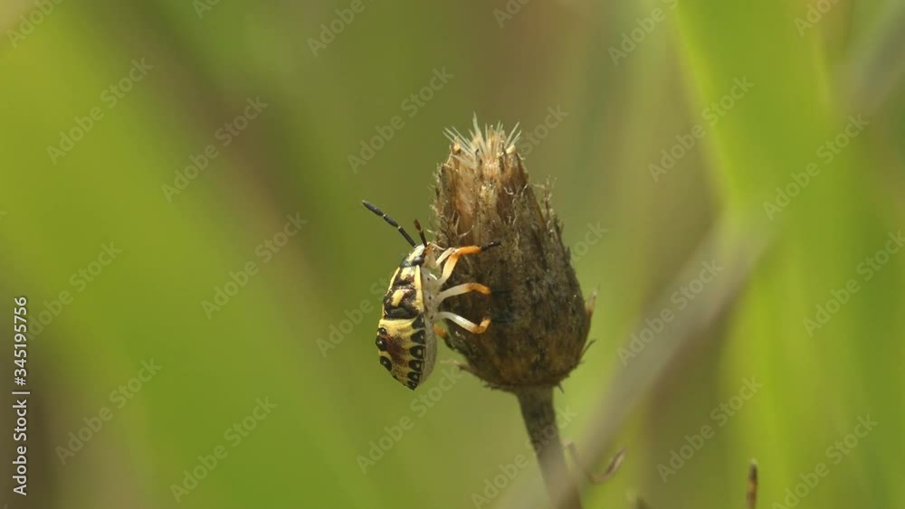 Pentatomidae beetle, Shield bugs sit in dry leaf, macro view in wildlife, of insects belonging to order Hemiptera, generally called shield bugs or stink bugs