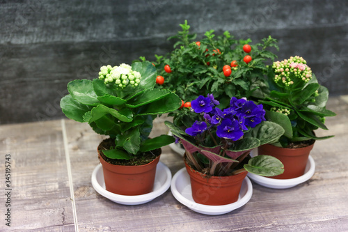 potted flowers on a table in a flower shop