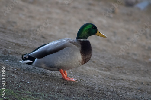 Mallard Duck on Land