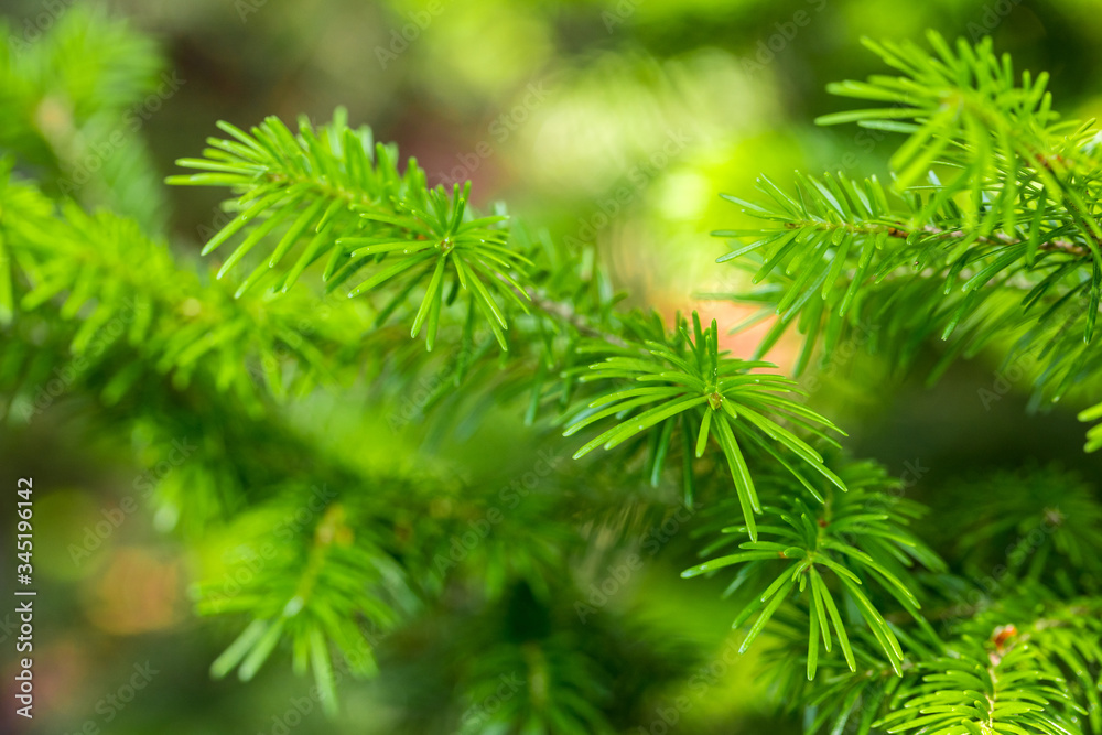 young soft needles of the tree