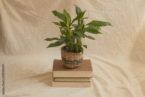 Learning/growth concept/decoration of a houseplant over a pile of books horizontal