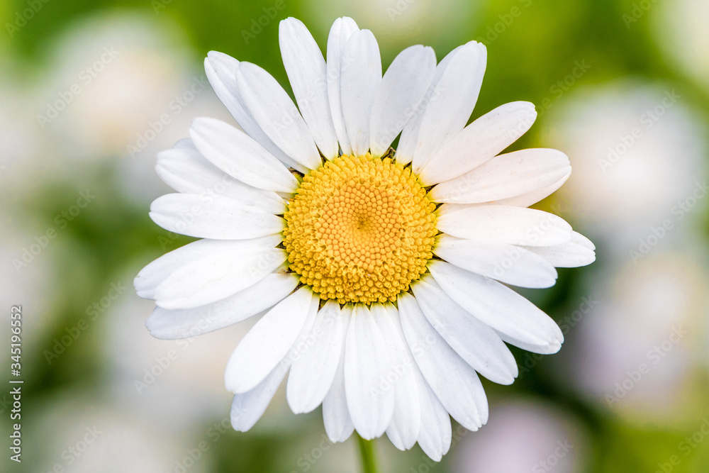Fototapeta premium Daisies in the field close-up in summer