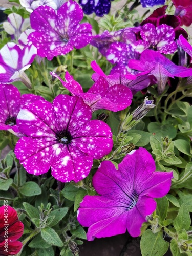 Petunia Surfinia purple. Vibrant purple white and pink surfinia flowers or petunia. Petunia like night sky.