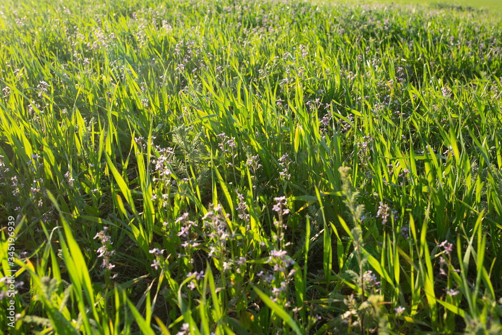 Green field with lilac flowers. Green field with lilac flowers.