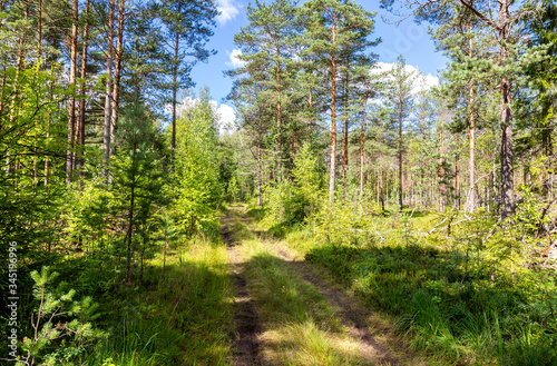 Summer sunny day in the green forest