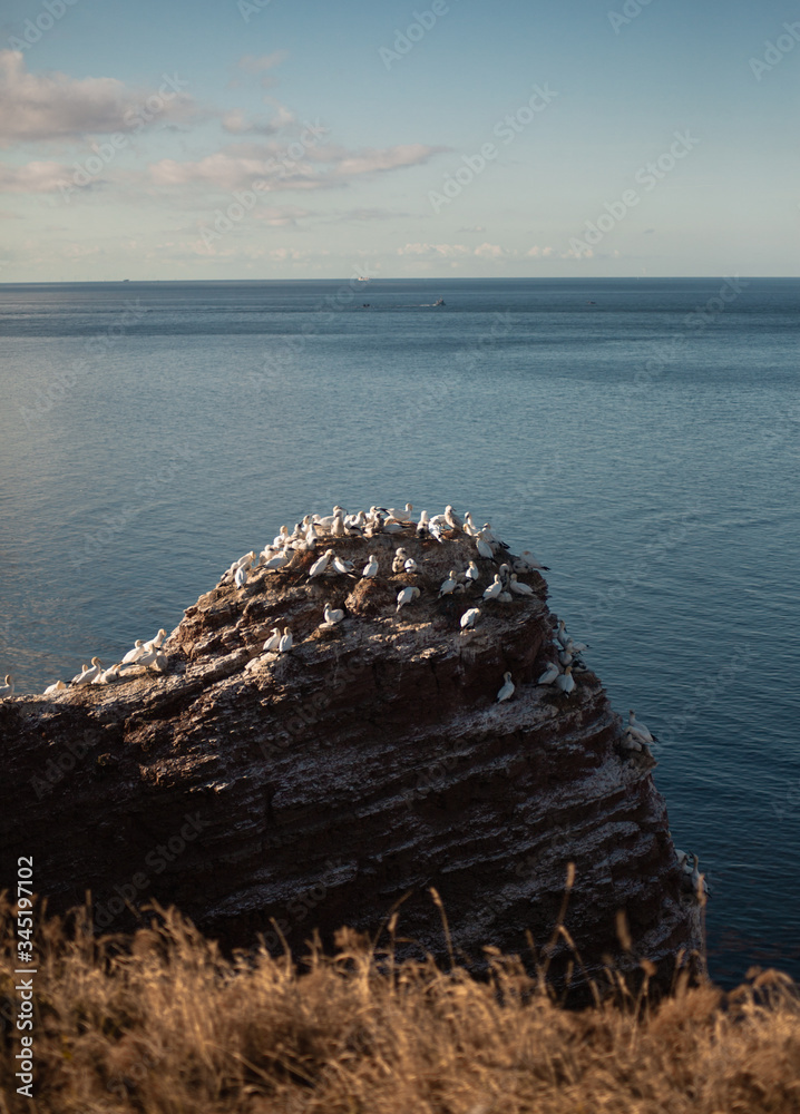 Gannets on the rock