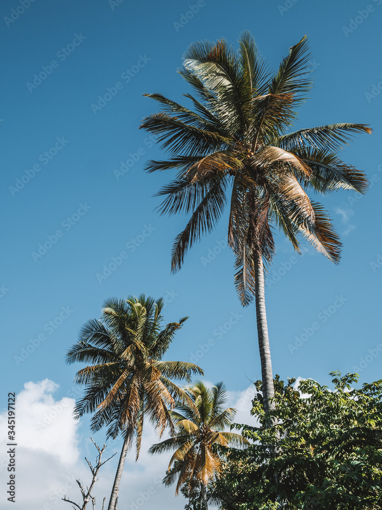 Tropical palm trees.