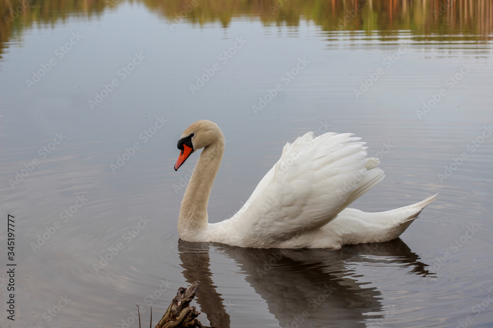 Obraz premium A beautiful white swan floats on the lake, A beautiful bird sits on the water, A swan in the middle of the river.