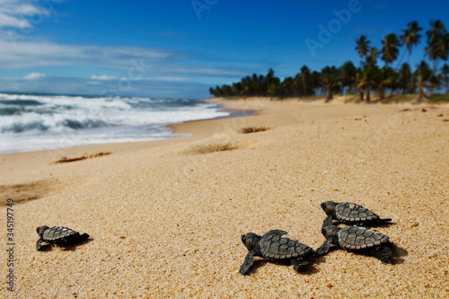 Fototapeta Group of hatchling hawksbill sea turtle (Eretmochelys imbricata) crawling on the