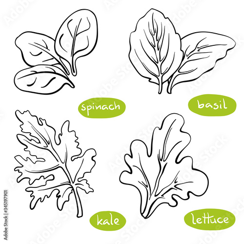 Spinach, basil, lettuce, kale leaves. Hand drawn black line sketch of herbs and salad greens isolated on white background/ Vector illustration